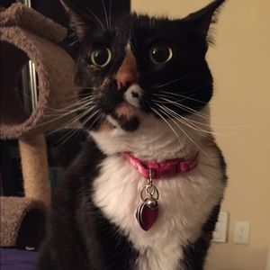 Meet your Posher, Rosemary